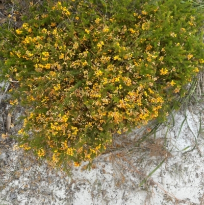 Dillwynia retorta at Yuraygir, NSW - 27 Aug 2024 by lbradley