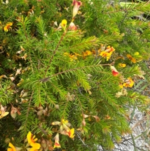 Dillwynia retorta at Yuraygir, NSW - 27 Aug 2024 07:54 AM