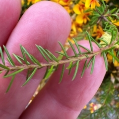 Dillwynia retorta at Yuraygir, NSW - 27 Aug 2024 07:54 AM