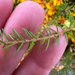 Dillwynia retorta at Yuraygir, NSW - 27 Aug 2024 07:54 AM