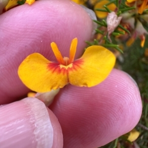 Dillwynia retorta at Yuraygir, NSW - 27 Aug 2024 07:54 AM