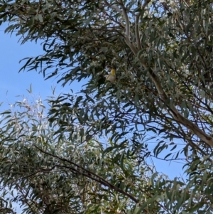 Pardalotus striatus at Lawson, ACT - 27 Aug 2024