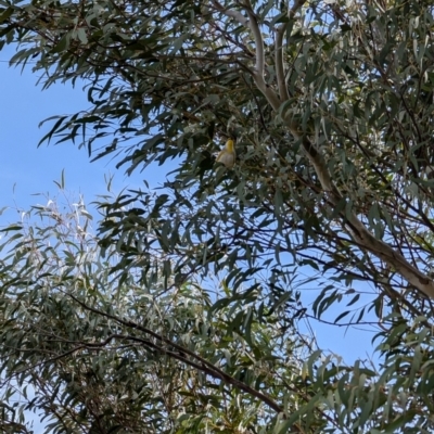 Pardalotus striatus (Striated Pardalote) at Lawson, ACT - 27 Aug 2024 by mroseby