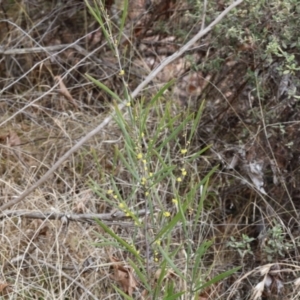 Acacia dawsonii at Lyons, ACT - 27 Aug 2024