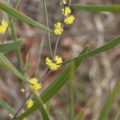 Acacia dawsonii at Lyons, ACT - 27 Aug 2024