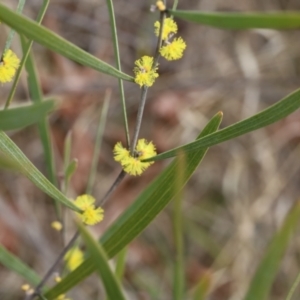 Acacia dawsonii at Lyons, ACT - 27 Aug 2024