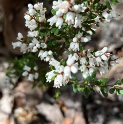 Cryptandra amara (Bitter Cryptandra) at Hughes, ACT - 27 Aug 2024 by KL