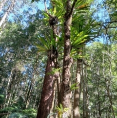 Asplenium australasicum (Bird's Nest Fern, Crow's Nest Fern) at Brogers Creek, NSW - 25 Aug 2024 by plants