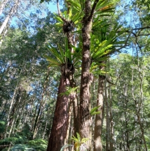 Asplenium australasicum at Brogers Creek, NSW - suppressed