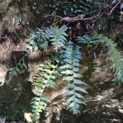 Asplenium polyodon (Willow Spleenwort) at Brogers Creek, NSW - 25 Aug 2024 by plants