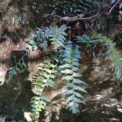 Asplenium polyodon (Willow Spleenwort) at Brogers Creek, NSW - 25 Aug 2024 by plants