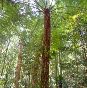 Cyathea australis subsp. australis at Brogers Creek, NSW - 26 Aug 2024