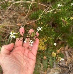 Ricinocarpos pinifolius at Yuraygir, NSW - 26 Aug 2024 by lbradley