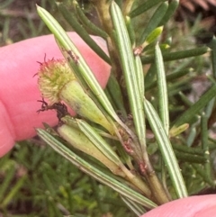 Ricinocarpos pinifolius at Yuraygir, NSW - 27 Aug 2024 07:36 AM