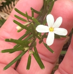 Ricinocarpos pinifolius at Yuraygir, NSW - 27 Aug 2024 07:36 AM