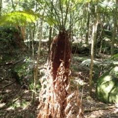 Dicksonia antarctica (Soft Treefern) at Brogers Creek, NSW - 26 Aug 2024 by plants