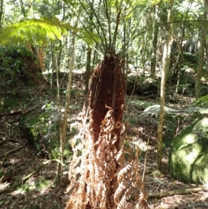 Dicksonia antarctica at Brogers Creek, NSW - 26 Aug 2024