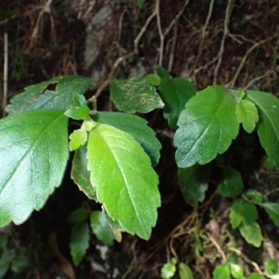 Fieldia australis at Brogers Creek, NSW - 25 Aug 2024 by plants