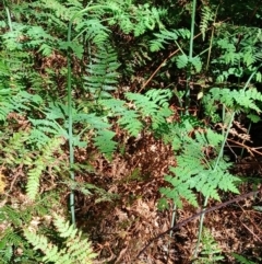 Histiopteris incisa at Brogers Creek, NSW - suppressed