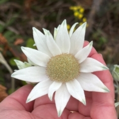 Actinotus helianthi (Flannel Flower) at Yuraygir, NSW - 27 Aug 2024 by lbradley