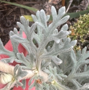 Actinotus helianthi at Yuraygir, NSW - suppressed