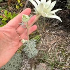 Actinotus helianthi at Yuraygir, NSW - 27 Aug 2024