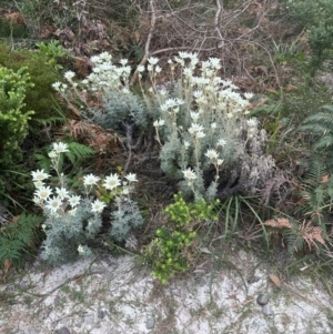 Actinotus helianthi at Yuraygir, NSW - suppressed