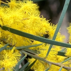 Acacia boormanii at Hughes, ACT - 27 Aug 2024