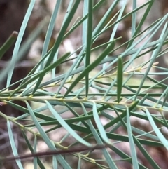 Acacia boormanii at Hughes, ACT - 27 Aug 2024