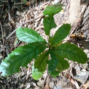 Sloanea australis at Brogers Creek, NSW - 26 Aug 2024