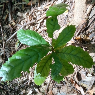 Sloanea australis (Maiden's Blush) at Brogers Creek, NSW - 26 Aug 2024 by plants