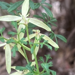 Clematis leptophylla at Hughes, ACT - 27 Aug 2024