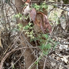 Clematis leptophylla at Hughes, ACT - 27 Aug 2024