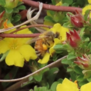 Apis mellifera at Yuraygir, NSW - 27 Aug 2024