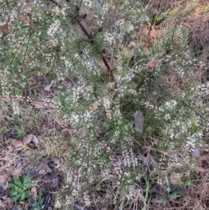 Hakea decurrens at Belconnen, ACT - 28 Aug 2024