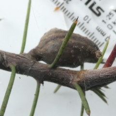 Hakea decurrens at Belconnen, ACT - 28 Aug 2024