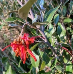 Grevillea victoriae at Belconnen, ACT - 27 Aug 2024 by JohnGiacon