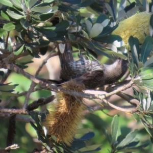 Anthochaera chrysoptera at Valla Beach, NSW - 27 Aug 2024