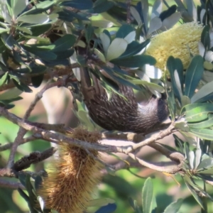 Anthochaera chrysoptera at Valla Beach, NSW - 27 Aug 2024