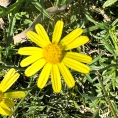 Senecio madagascariensis at Valla Beach, NSW - 27 Aug 2024 02:00 PM