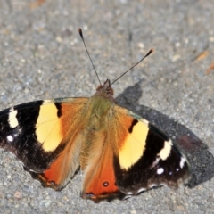 Vanessa itea (Yellow Admiral) at Higgins, ACT - 27 Aug 2024 by Trevor