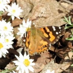 Vanessa kershawi (Australian Painted Lady) at Aranda, ACT - 27 Aug 2024 by KMcCue