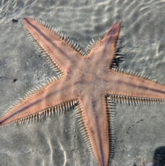 Astropecten sp. (genus) at Toogoom, QLD - 20 Aug 2024 by BlueBowerArt