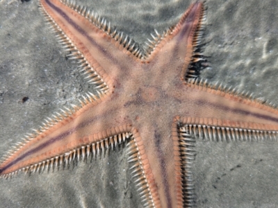 Astropecten sp. (genus) at Toogoom, QLD - 20 Aug 2024 by BlueBowerArt