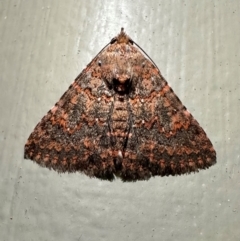 Praxis marmarinopa (owlet moth) at Arakoon, NSW - 25 Aug 2024 by Pirom