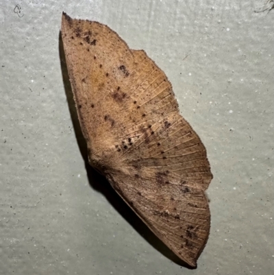 Idiodes apicata (Bracken Moth) at Arakoon, NSW - 25 Aug 2024 by Pirom