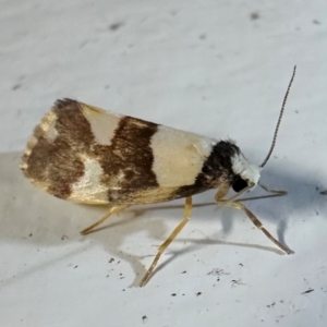 Philenora aspectalella at Arakoon, NSW - 25 Aug 2024 08:16 PM