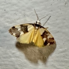 Philenora aspectalella at Arakoon, NSW - 25 Aug 2024