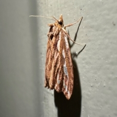 Meyrickella torquesauria (An Eribid Moth) at Arakoon, NSW - 22 Aug 2024 by Pirom