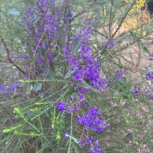 Hardenbergia violacea at Tathra, NSW - 26 Aug 2024